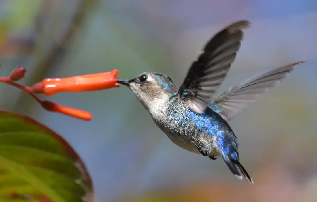10 от най-малките породи животни в света