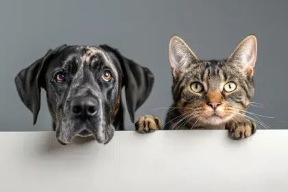 10-те златни правила за щастлив домашен любимец и спокоен стопанин