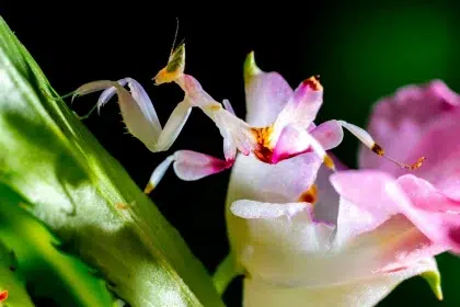 10 интересни екзотични животни от цял свят