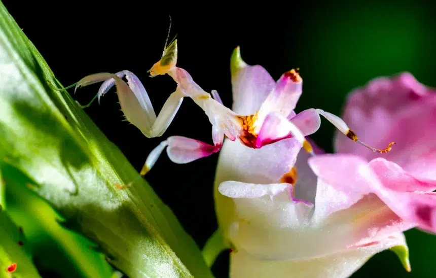 10 интересни екзотични животни от цял свят