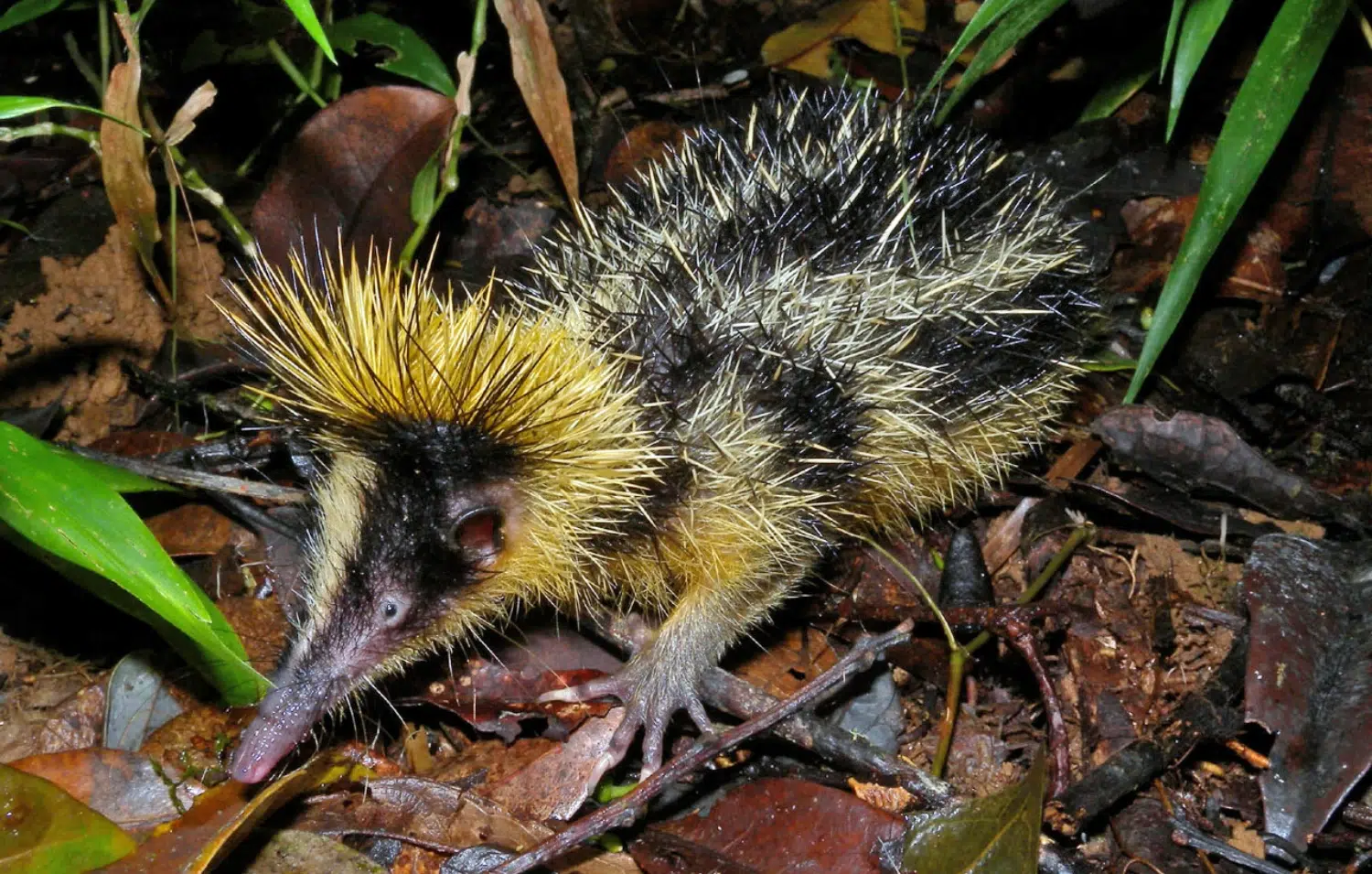 10 интересни екзотични животни от цял свят