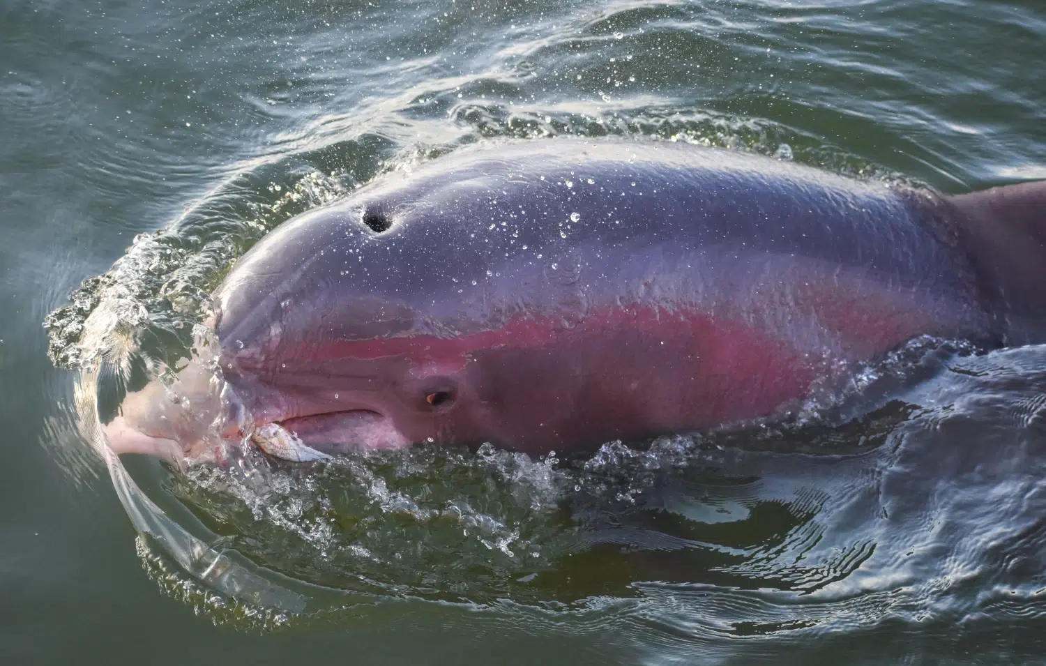 10 интересни екзотични животни от цял свят