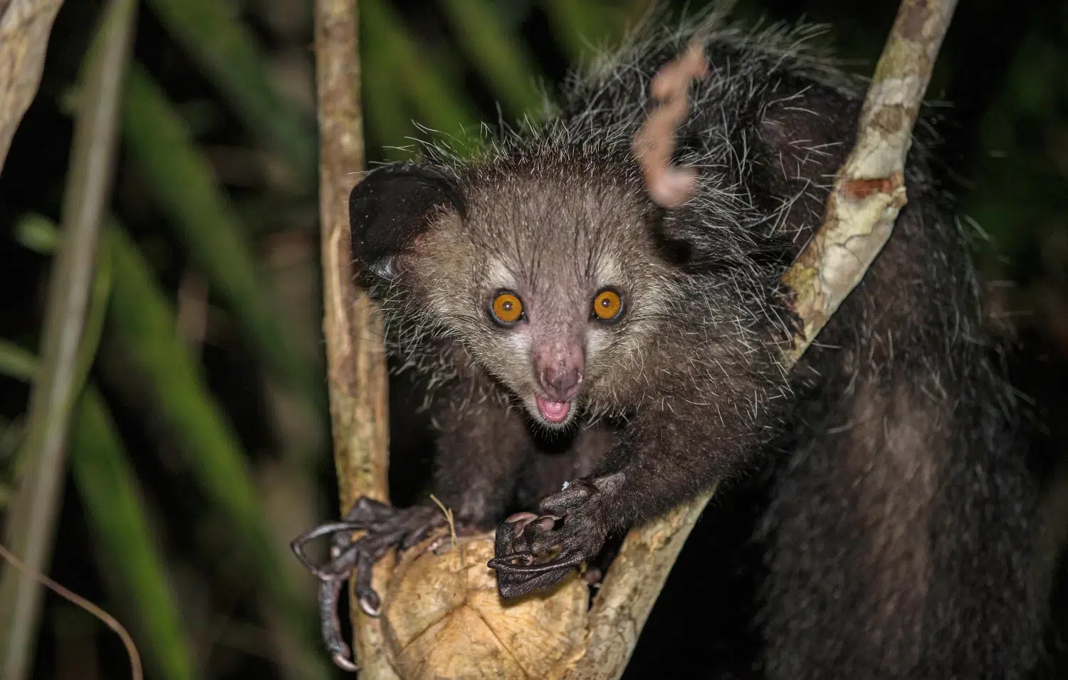 10 интересни екзотични животни от цял свят