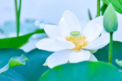 10 интересни факта за лотоса - цветето на светлината