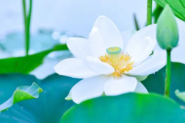 10 интересни факта за лотоса - цветето на светлината